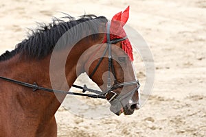 Head of a beautiful young sporting horse during competition outdoors.