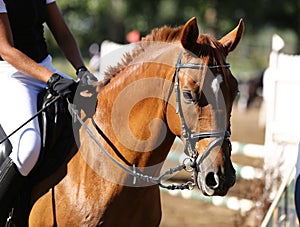 Head of a beautiful young sporting horse during competition outdoors.