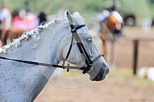 Head of a beautiful young sporting horse during competition outdoors.