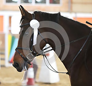 Head of a beautiful young sporting horse during competition outdoors.