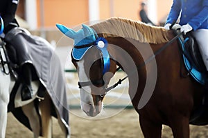 Head of a beautiful young sporting horse during competition outdoors.