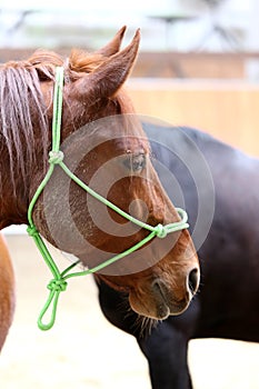 Head of a beautiful young sporting horse during competition outdoors.