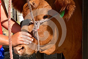 Head of a beef cow with a rope halter