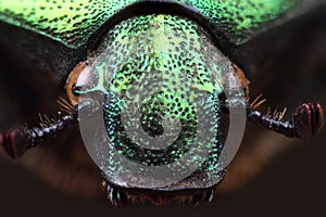 Head of beetle (Cetonia aurata). Extreme macro
