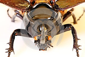 Head of beetle Chalcasoma atlas photo