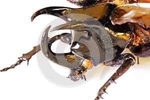 Head of beetle Chalcasoma atlas photo