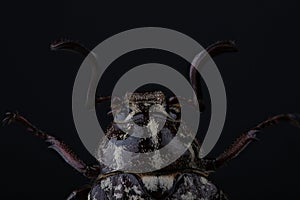 Head of beetle Polyphylla fullo on black