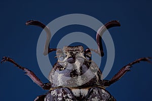 Head of beetle Polyphylla fullo on blue