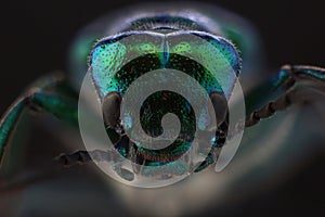 Head of beetle - Spanish fly Lytta vesicatoria. Macro