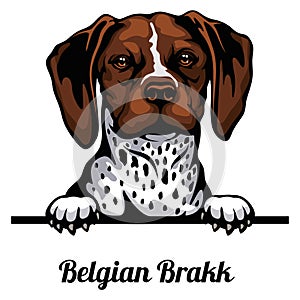 Head Belgian Brakk - dog breed. Color image of a dogs head isolated on a white background