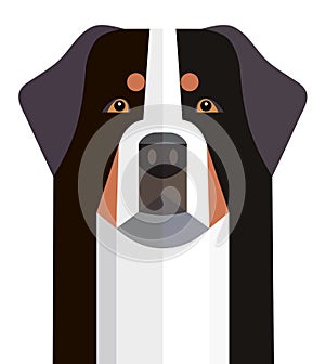Head of the Bernese Mountain Dog