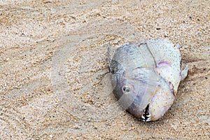 Head big fish bitten by a wild animal on the shore of the ocean dorado with sharp teeth frightening find on the beach