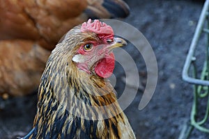 The head of a big gray hen in the chicken coop