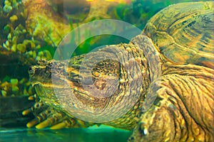 The head of a big old turtle. Turtle in a terrarium