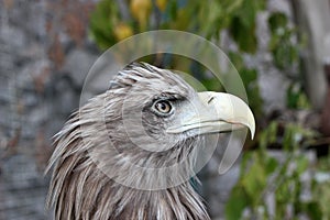 Head of a bird with the big beak