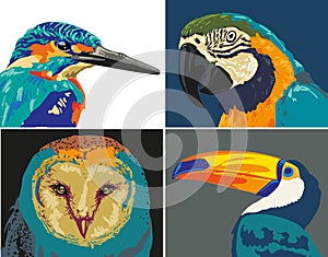 head bird colour hand draw collection vector illustration a