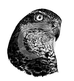 The head of the bird, a hawk close-up