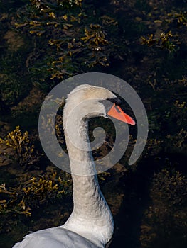 The head of a bird on a long white neck. Portrait of a bird. White swan