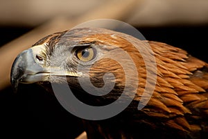Head of the bird of prey golden eagle