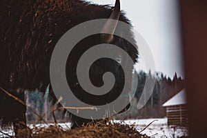 Head of an bison that eats the hay  in profile