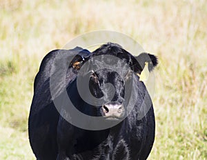 The head of black angus cow staring forward with light green blurred grass background