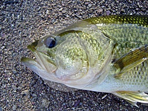 Head of a Black Bass, Micropterus salmoides.