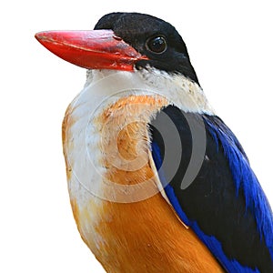 Head of Black-capped Kingfisher