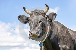 Head of a black cow, looking friendly, portrait of a mature and calm cow with horns