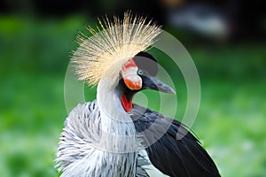 Head of a black crowned crane shining in the bright sun