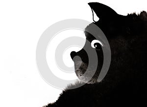 Head of black fluffy cat with curiosity in its eyes and wary ears sticking out. Watercolor image isolated on white