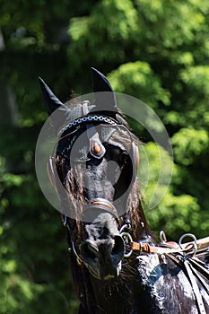 Head of the black horse