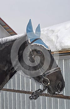 Head of a black horse in profile, with a blue cap dressed on the ears