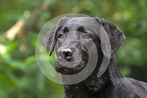 Head of a black labrador