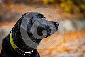 Head of black Labrador Retriever during autumn, dog is looking right and has green collar, orange leaves are around