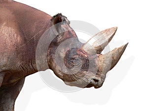 Head of Black Rhinoceros (Diceros bicornis)