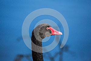 The head is black Swan on blurred blue background. Close-up