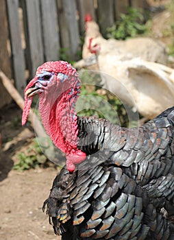 head of black turkey with red snood over the beak and the red wa