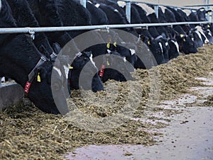 The head of a black and white cow in a paddock on a dairy farm