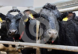 The head of a black and white cow in a paddock on a dairy farm