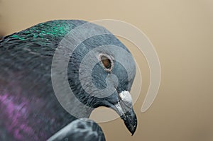 The head of a blind gray dove closeup. Difficulties of survival in nature