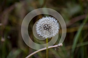 Head of blooming dandelions on a green background