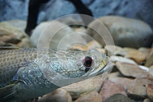 Head of Blotched snakehead fish, Forest snakehead fish or Channa lucius in the aquarium.