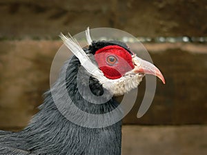 Head of a Blue Eared-Pheasant