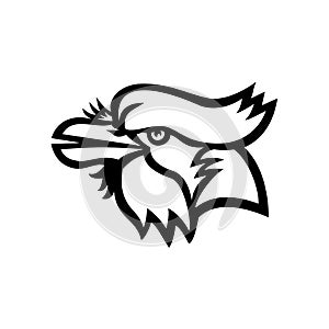 Head of Blue Jay Head Mascot Black and White