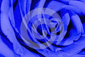 Head of blue rose flower with petals