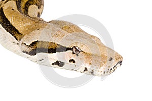 Head of a Boa