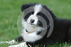 Head of a border collie puppy