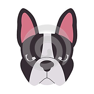 head boston terrier dog black and white color mammal domestic animal cute adorable pet face