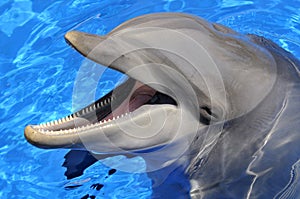 Head of bottlenose dolphin