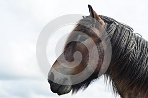 Head of brabant draft horse